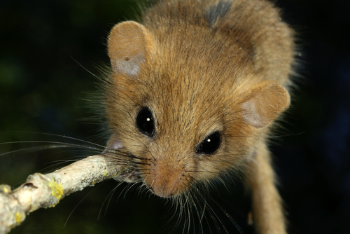 shutterstock_111481271