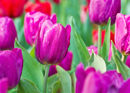 shutterstock_131217398